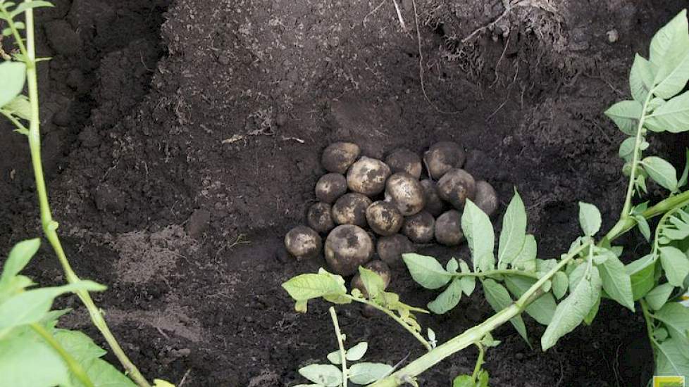 TopBodem-deelnemer René Speelman onderzoekt dit jaar of hij kosten kan besparen en opbrengsten kan verhogen in de zetmeelaardappelen met precisielandbouw.