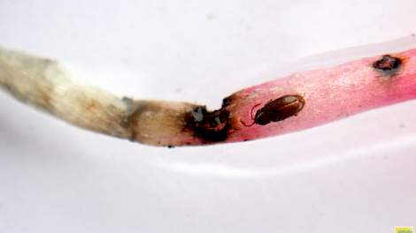 Foto 1. Schade door bietenkevertjes kenmerkt zich door kleine, zwarte, ronde gaatjes in wortel en hypocotyl.