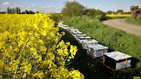 Koolzaadvermeerdering via hybride zaaizaadteelt, zoals hier op een perceel in het Gelderse Niftrik, zorgt voor sterkere nakomelingen. Enkele tientallen bijenvolken (rechts) op het perceel staan garant voor een optimale bestuiving.