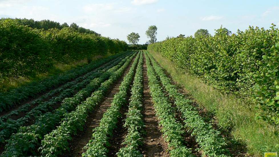 De combinatie van aardappelen en hazelnoten zijn een voorbeeld van moderne agroforestry.