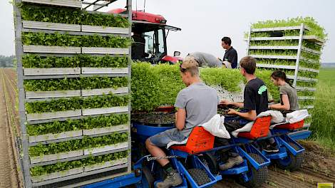 Enkele jongens en meiden, die hun examens op het voorgezet onderwijs er op hadden zitten, hielpen bij het planten.