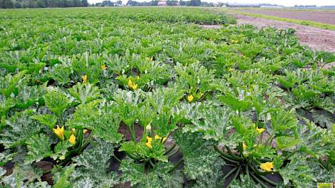 Vollegrondsteler John Reijnders uit Castenray (LB) teelt rondom zijn woonplaats jaarlijks courgettes.