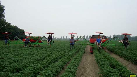 Akkerbouwer Bert de Bruijckere uit Aardenburg (ZL) selecteert met enkele medewerkers en een stagiair de aardappelen sinds dit seizoen met twee selectiekarren.