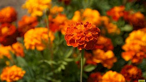 Tagetes reduceert de aaltjes van de soort Pratylenchus penetrans.