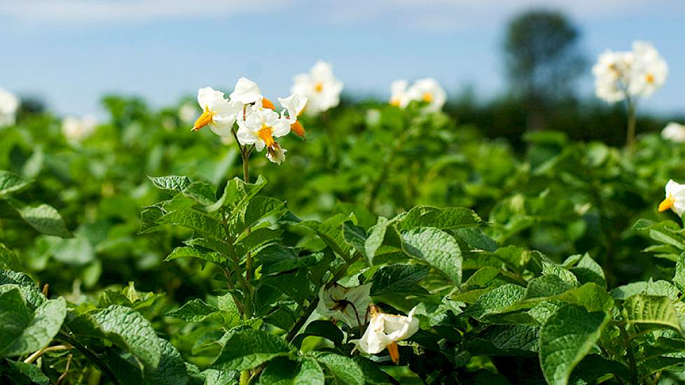 Fosfaatbladvoeding biedt meerwaarde voor aardappelen