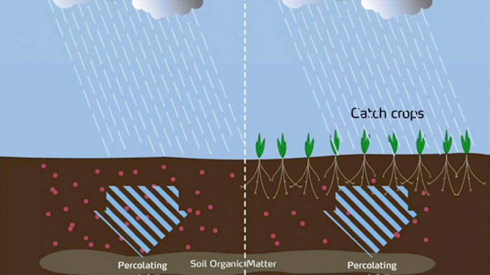 Uitspoeling vindt vooral plaats wanneer het aanwezige mobiele nitraat door hevige regenval uit de wortelzone wegspoelt.  In de praktijk hangt de nitraatuitspoeling vooral af van de hoeveelheid restnitraat in de herfst en van de hoeveelheid regenval. Hoe m