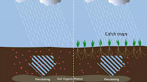 Uitspoeling vindt vooral plaats wanneer het aanwezige mobiele nitraat door hevige regenval uit de wortelzone wegspoelt.  In de praktijk hangt de nitraatuitspoeling vooral af van de hoeveelheid restnitraat in de herfst en van de hoeveelheid regenval. Hoe m