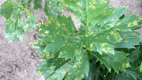 Aantasting van Septoria in knolselderij