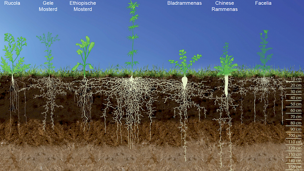 de beworteling is sterk verschillend per type groenbemester