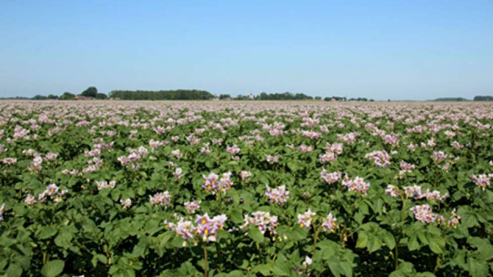 Bloeiend gewas aardappelen in de omgeving van Munnekezijl