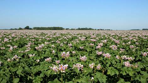 Bloeiend gewas aardappelen in de omgeving van Munnekezijl