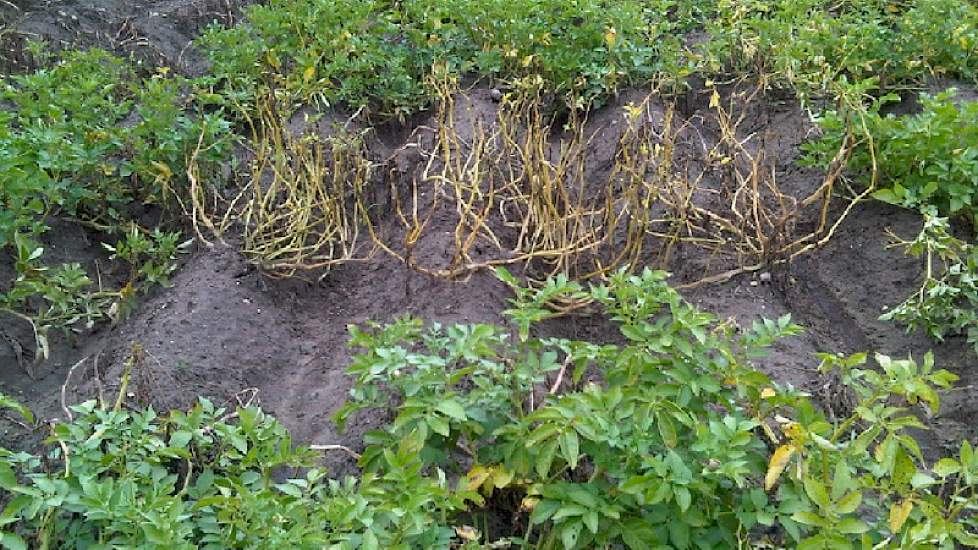 Column Phytophtora In Aardappelen Bestrijden Met Biotech Akkerwijzer