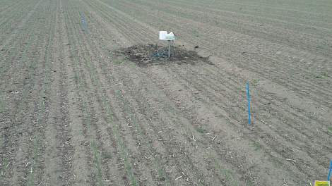 De compost leverde maar een dun laagje op en vooral tussen de rijen uien. Daarom strooide Sam de Visser wat meer rond de meetpaal om een duidelijker effect te vinden.