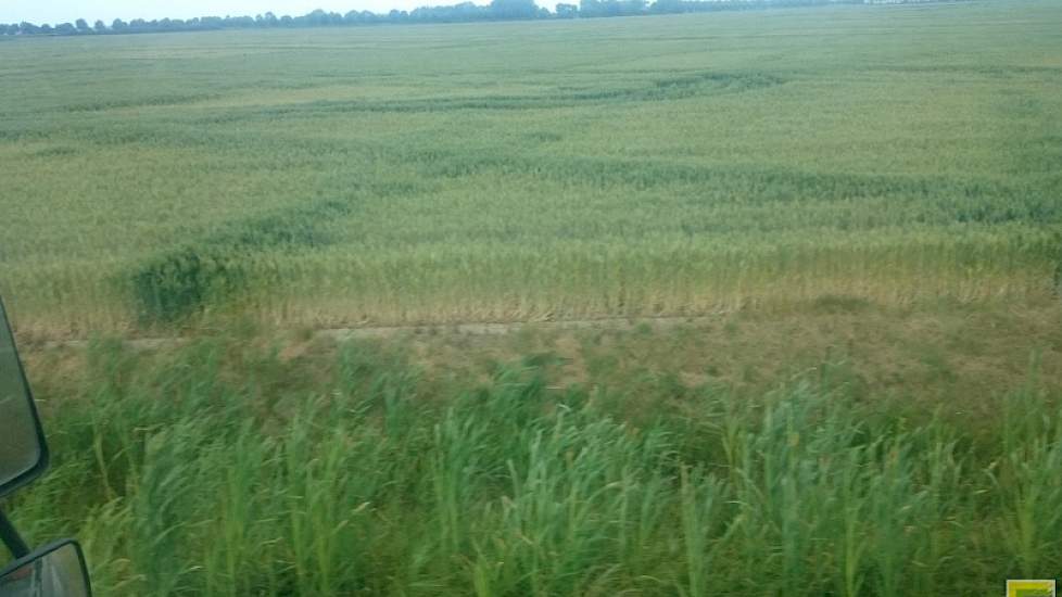 Sterk verdroogd graanperceel in de omgeving van IJzendijke. De drainage enhet  betere grondprofiel zijn duidelijk zichtbaa. Foto: Ivo Haartsen