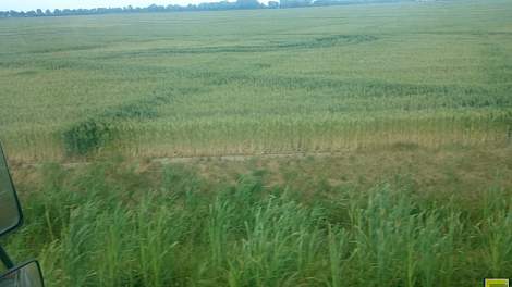 Sterk verdroogd graanperceel in de omgeving van IJzendijke. De drainage enhet  betere grondprofiel zijn duidelijk zichtbaa. Foto: Ivo Haartsen