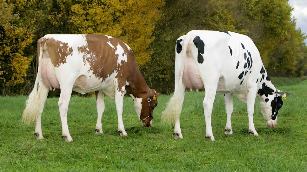 Twee dochters van de hoornloze roodbonte stier J & G Timeless P van KI Samen. Op 60 maanden na de eerste kalving is nog 45 procent van zijn dochters aanwezig, wat uitzonderlijk veel is.