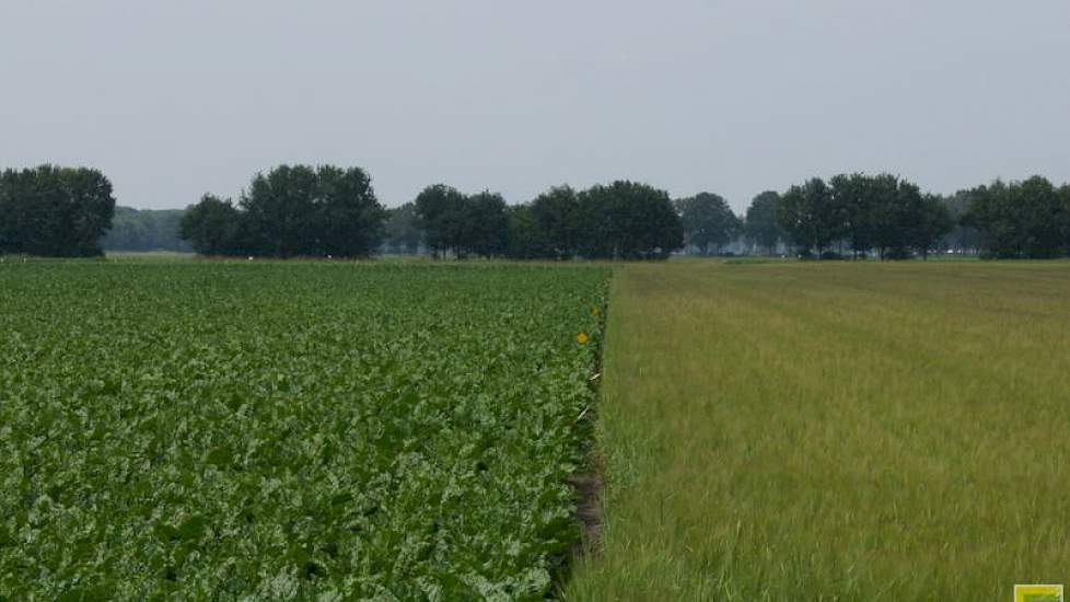 Proefbedrijf Vredepeel. Op dit bedrijf doet Wageningen onderzoek voor 'Bodemkwaliteit op Zand'.