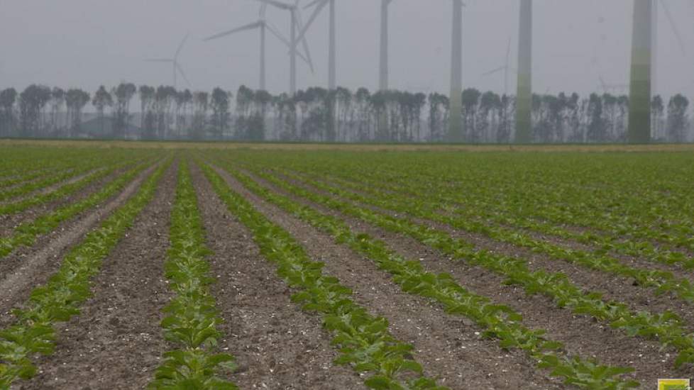 Rassenproeven met suikerbieten in Lelystad.