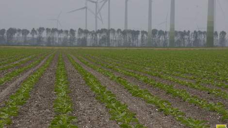 Rassenproeven met suikerbieten in Lelystad.