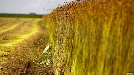 Arjan de Graaf uit Dussen: „Vlas heeft hier eigenlijk niets te lijden gehad van de droogte. Het wortelt diep op onze grond.”