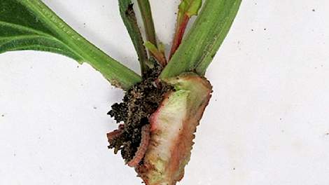 De larve van de bietenmot (links onder) op een stukje bietenkop.