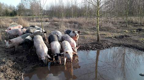 Ben Bruurs heeft zijn weidevarkens, die het hele jaar buiten lopen, nu vanwege varkenspest naar binnen gedaan.