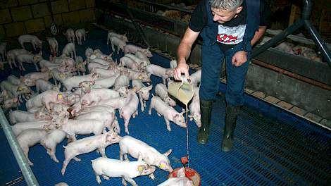 In de biggenstal krijgen de biggen nog enkele dagen het vertrouwde brijmengsel in de bekende rode bakjes uit de kraamstal. Dat voorkomt stress, aldus Teus Bassa.