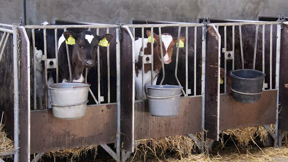 Jongvee-opfok op het eigen bedrijf is een van de onderdelen van de uitbreiding van Caring Dairy.