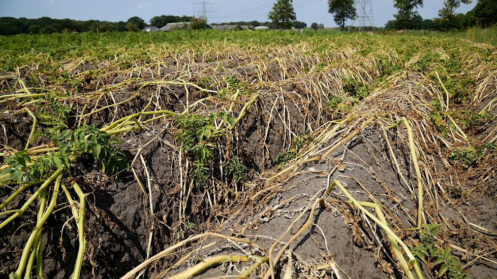 Vechtstromen in gesprek met boeren over gevolgen droogte | Veld-post.nl -  Landbouwnieuws voor Noord-Nederland