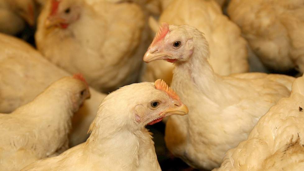 kathedraal verwijderen Ontslag De kip van morgen | Pluimveeweb.nl - Nieuws voor pluimveehouders
