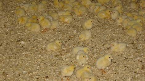 ,,Produceer een kip die de consument vraagt``, zegt Kees Van Oers van slachterij Plukon.