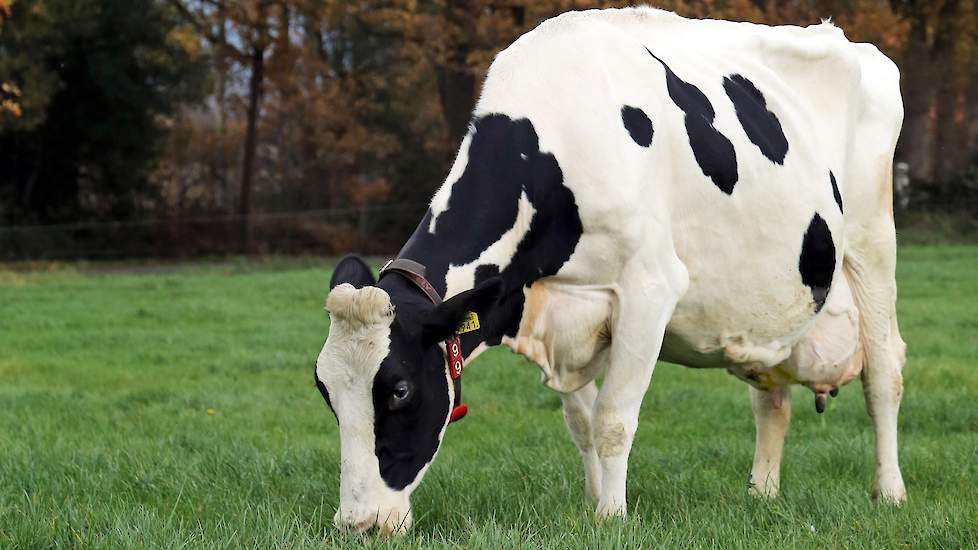 De 11-jarige West Oaks Femke 94 (Kian x Slogan x Gigh x Bookie) van de familie Bouma uit Oldeberkoop (FR) won bij de vorige editie van De Beste Boerenkoe in de categorie jong. Ze is na 90.074 kilo melk met 5,18 procent en 3,63 procent eiwit nog topfit.