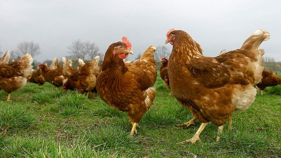 luister emotioneel Pigment Dioxineonderzoek naar 'hobby-eieren' | Pluimveeweb.nl - Nieuws voor  pluimveehouders