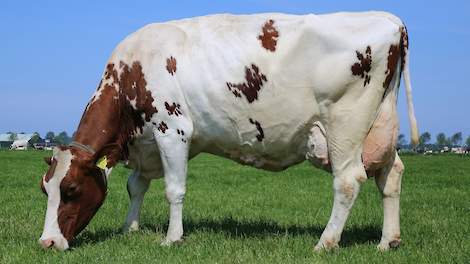 Bontje 138 van Ariën en Petra Ruijter uit Warmenhuizen (NH) won bij de achtste editie van De Beste Boerenkoe in 2013 de categorie jong. De inmiddels 13-jarige koe is ook nu weer aangemeld en produceerde tot dusver 111.465 kilo melk met 4,74 procent vet en