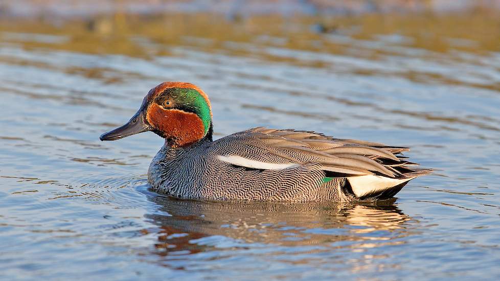 De wilde eendensoort de wintertaling. Deze eend komt voor in een groot deel van Europa en Azië. In de noordelijke delen is het een trekvogel die overwintert in de tropen. Dit is het vrouwtje.