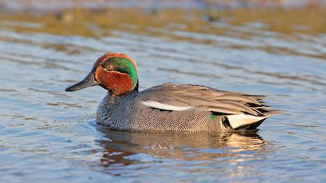 De wilde eendensoort de wintertaling. Deze eend komt voor in een groot deel van Europa en Azië. In de noordelijke delen is het een trekvogel die overwintert in de tropen. Dit is het vrouwtje.