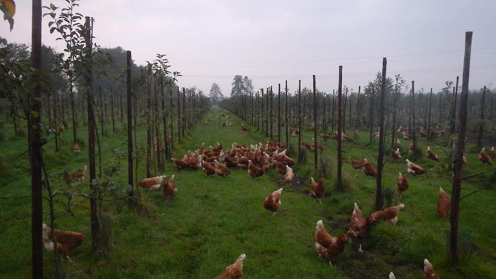 Biologisch Pluimveebedrijf de Zandschulp in Overberg heeft volgens de jury de mooiste uitloop van 2015. Foto: Bionext