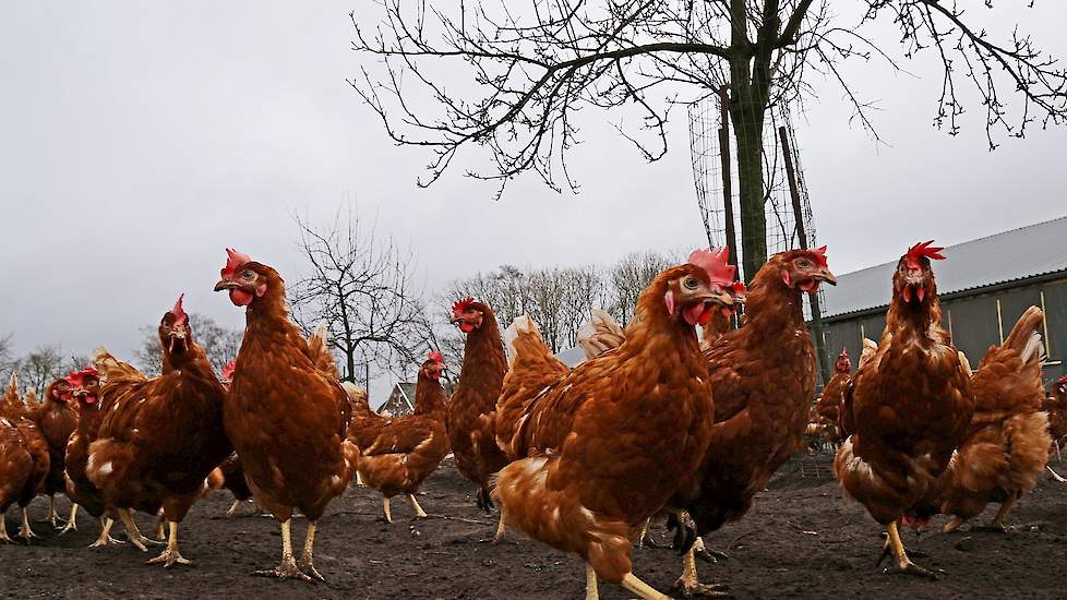 Regelmatig zijn er in de Europese Unie berichten van verhoogde dioxinegehaltes in vrije uitloop eieren.