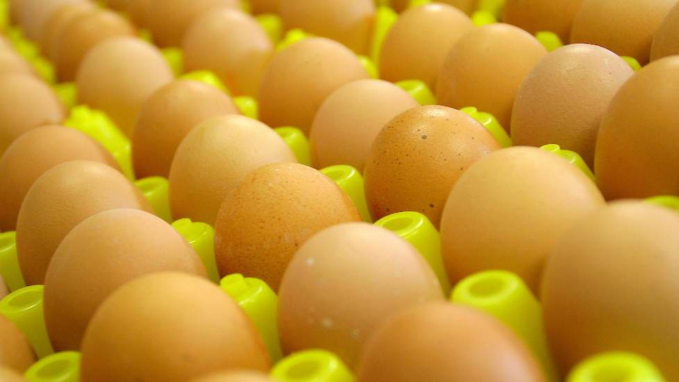 Faeröer spleet voor het geval dat Belgische producent van cholesterol-arme eieren failliet | Pluimveeweb.nl -  Nieuws voor pluimveehouders