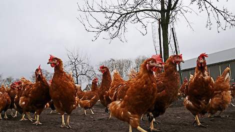 De Gezondheidsdienst voor Dieren (GD) vond het eerste halfjaar van 2015 op meerdere pluimveebedrijven antistoffen van vogelgriep. Dat betekent dat de kippen op die bedrijven ooit in aanraking zijn geweest met het virus maar zelf sterk genoeg bleken om hie