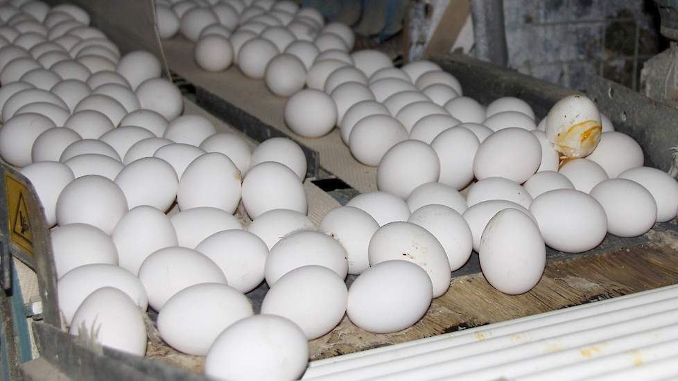 Isolator God Spelling Gezondere kip bij wittere eieren' | Pluimveeweb.nl - Nieuws voor  pluimveehouders