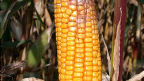 Een duidelijk voorbeeld van kolf-fusarium in maïs.