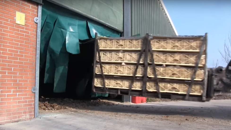 Een schone container met vleeskuikens. De NVP raadt pluimveehouders aan om foto’s te maken en monsters te nemen wanneer containers vuil op het pluimveebedrijf arriveren.