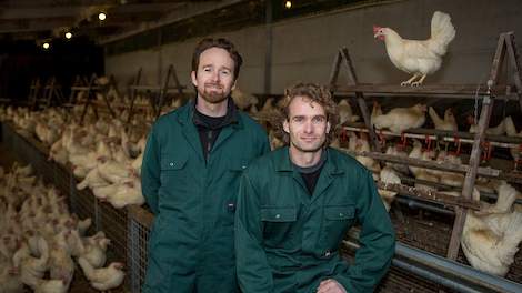 De broers Léon (links) en Wilco Jansen in hun proefstal voor 500 witte Dekalb hennen. De hennen krijgen 20 procent levende larven van de Black Soldier Fly (Zwarte soldatenvlieg) door het voer. De op uitsluitend plantaardige reststromen gegroeide larven wo