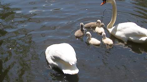 De knobbelzwaan met haar jongen. Beeld: Wikipedia