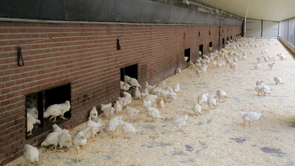 „Voor vleespluimvee geldt voor elke schakel in de keten dat de omschakeling naar ‘de kip van morgen’ lastig verloopt. Er gaan minder dieren naar de slachterijen en er zijn meer vierkante meters nodig om in de vraag te voorzien, waardoor de kosten oplopen.