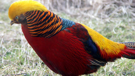 Een siervogel Beeld: Wikipedia