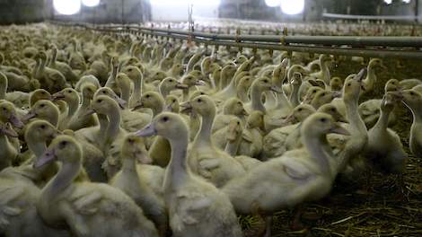 Op een bedrijf met 11.000 eenden in het zuidwesten van Frankijk is vrijdag 5 augustus een nieuw geval van hoogpathogene vogelgriep vastgesteld.