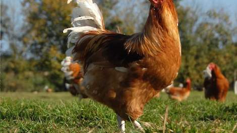 chicken breeds for backyard-chickens