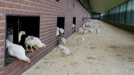 Scharrelvleeskuikens. Het scharrelvleeskuikens concept heeft één ster van het ‘Beter Leven keurmerk’ van de Dierenbescherming doordat het aan deze welzijnseisen voldoet: lagere bezetting, overdekte uitloop, daglicht, strobalen in de stal en dagelijks graa